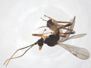  ( - CBG-B13224-H05)  @11 [ ] CreativeCommons - Attribution Share - Alike (2025) Centre for Biodiversity Genomics Centre for Biodiversity Genomics