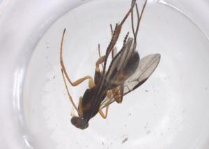  ( - CBG-B13253-A12)  @11 [ ] CreativeCommons - Attribution Share - Alike (2025) Centre for Biodiversity Genomics Centre for Biodiversity Genomics