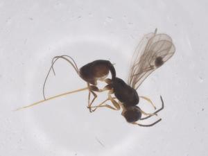  (Plynops Malaise7538 - CBG-B13261-B11)  @11 [ ] CreativeCommons - Attribution Share - Alike (2025) Centre for Biodiversity Genomics Centre for Biodiversity Genomics
