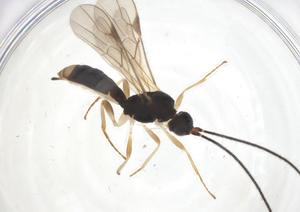  ( - CBG-B13593-H01)  @11 [ ] CreativeCommons - Attribution Share - Alike (2025) Centre for Biodiversity Genomics Centre for Biodiversity Genomics