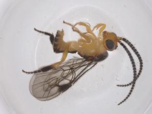  ( - CBG-B13594-A08)  @11 [ ] CreativeCommons - Attribution Share - Alike (2025) Centre for Biodiversity Genomics Centre for Biodiversity Genomics