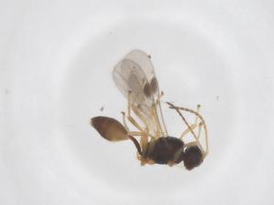  (Leiophron Malaise6777 - CBG-B13607-B07)  @11 [ ] CreativeCommons - Attribution Share - Alike (2025) Centre for Biodiversity Genomics Centre for Biodiversity Genomics