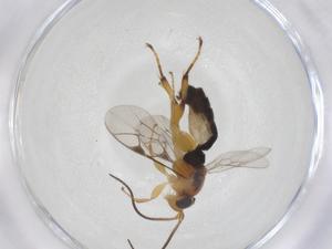  ( - CBG-B13640-D06)  @11 [ ] CreativeCommons - Attribution Share - Alike (2025) Centre for Biodiversity Genomics Centre for Biodiversity Genomics