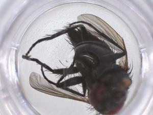  ( - CBG-B13641-E01)  @11 [ ] CreativeCommons - Attribution Share - Alike (2025) Centre for Biodiversity Genomics Centre for Biodiversity Genomics