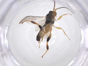  ( - CBG-B13641-F01)  @11 [ ] CreativeCommons - Attribution Share - Alike (2025) Centre for Biodiversity Genomics Centre for Biodiversity Genomics