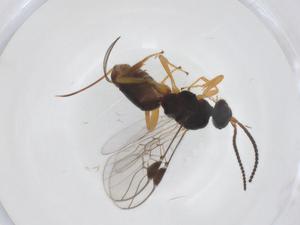  ( - CBG-B13643-B04)  @11 [ ] CreativeCommons - Attribution Share - Alike (2025) Centre for Biodiversity Genomics Centre for Biodiversity Genomics