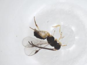  (Pseudognaptodon Malaise0342 - CBG-B13643-E07)  @11 [ ] CreativeCommons - Attribution Share - Alike (2025) Centre for Biodiversity Genomics Centre for Biodiversity Genomics