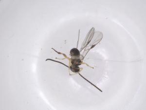  ( - CBG-B13644-F06)  @11 [ ] CreativeCommons - Attribution Share - Alike (2025) Centre for Biodiversity Genomics Centre for Biodiversity Genomics