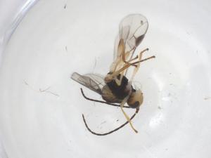  ( - CBG-B13647-B09)  @11 [ ] CreativeCommons - Attribution Share - Alike (2025) Centre for Biodiversity Genomics Centre for Biodiversity Genomics