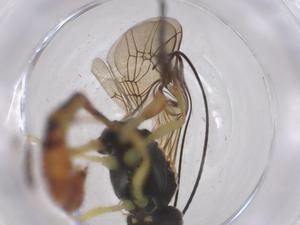  ( - CBG-B13648-E07)  @11 [ ] CreativeCommons - Attribution Share - Alike (2025) Centre for Biodiversity Genomics Centre for Biodiversity Genomics