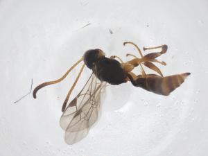  ( - CBG-B13723-D04)  @11 [ ] CreativeCommons - Attribution Share - Alike (2025) Centre for Biodiversity Genomics Centre for Biodiversity Genomics