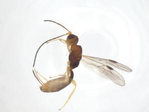  (Heterospilus Malaise2731 - CBG-B13723-H11)  @11 [ ] CreativeCommons - Attribution Share - Alike (2025) Centre for Biodiversity Genomics Centre for Biodiversity Genomics