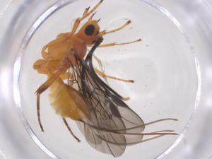  ( - CBG-B13763-G04)  @11 [ ] CreativeCommons - Attribution Share - Alike (2025) Centre for Biodiversity Genomics Centre for Biodiversity Genomics