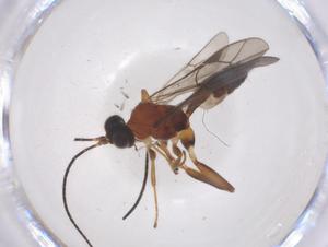  ( - CBG-B13767-G04)  @11 [ ] CreativeCommons - Attribution Share - Alike (2025) Centre for Biodiversity Genomics Centre for Biodiversity Genomics