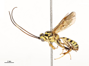  ( - CBG-B13781-B05)  @11 [ ] CreativeCommons - Attribution Share - Alike (2025) CBG Photography Group Centre for Biodiversity Genomics