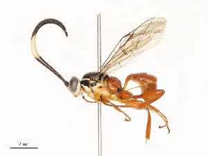 ( - CBG-B13781-C03)  @11 [ ] CreativeCommons - Attribution Share - Alike (2025) CBG Photography Group Centre for Biodiversity Genomics