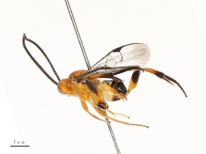  (Diolcogaster Choi213 - CBG-B13781-D07)  @11 [ ] CreativeCommons - Attribution Share - Alike (2025) CBG Photography Group Centre for Biodiversity Genomics