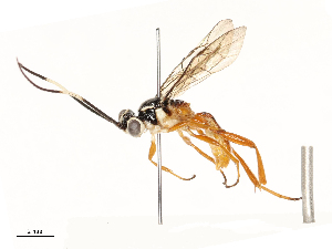  ( - CBG-B13781-E12)  @11 [ ] CreativeCommons - Attribution Share - Alike (2025) CBG Photography Group Centre for Biodiversity Genomics