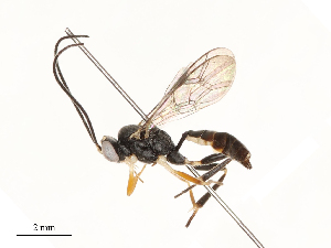  ( - CBG-B13781-F09)  @11 [ ] CreativeCommons - Attribution Share - Alike (2025) CBG Photography Group Centre for Biodiversity Genomics