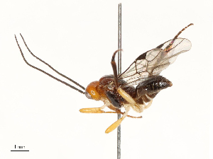  ( - CBG-B13781-F11)  @11 [ ] CreativeCommons - Attribution Share - Alike (2025) CBG Photography Group Centre for Biodiversity Genomics