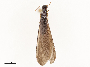  (Coptotermitinae - CBG-B13890-B04)  @11 [ ] CreativeCommons - Attribution Share - Alike (2025) CBG Photography Group Centre for Biodiversity Genomics