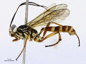  ( - CBG-B13893-B11)  @11 [ ] CreativeCommons - Attribution Share - Alike (2025) CBG Photography Group Centre for Biodiversity Genomics