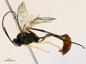  ( - CBG-B13893-D06)  @11 [ ] CreativeCommons - Attribution Share - Alike (2025) CBG Photography Group Centre for Biodiversity Genomics