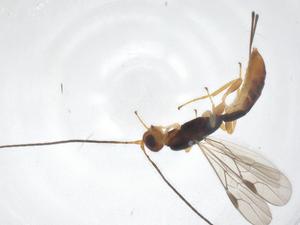  ( - CBG-B13928-D12)  @11 [ ] CreativeCommons - Attribution Share - Alike (2025) Centre for Biodiversity Genomics Centre for Biodiversity Genomics