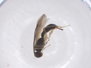  ( - CBG-B13929-G08)  @11 [ ] CreativeCommons - Attribution Share - Alike (2025) Centre for Biodiversity Genomics Centre for Biodiversity Genomics