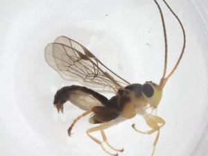  ( - CBG-B13931-A04)  @11 [ ] CreativeCommons - Attribution Share - Alike (2025) Centre for Biodiversity Genomics Centre for Biodiversity Genomics