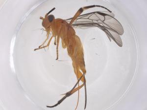  ( - CBG-B13932-A03)  @11 [ ] CreativeCommons - Attribution Share - Alike (2025) Centre for Biodiversity Genomics Centre for Biodiversity Genomics