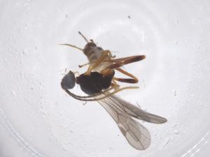  ( - CBG-B13934-C12)  @11 [ ] CreativeCommons - Attribution Share - Alike (2025) Centre for Biodiversity Genomics Centre for Biodiversity Genomics