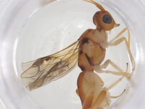  ( - CBG-B13943-D03)  @11 [ ] CreativeCommons - Attribution Share - Alike (2025) Centre for Biodiversity Genomics Centre for Biodiversity Genomics