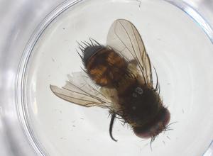  ( - CBG-B13951-H02)  @11 [ ] CreativeCommons - Attribution Share - Alike (2025) Centre for Biodiversity Genomics Centre for Biodiversity Genomics