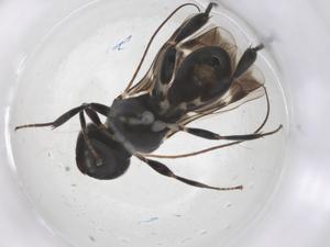  ( - CBG-B13957-A01)  @11 [ ] CreativeCommons - Attribution Share - Alike (2025) Centre for Biodiversity Genomics Centre for Biodiversity Genomics