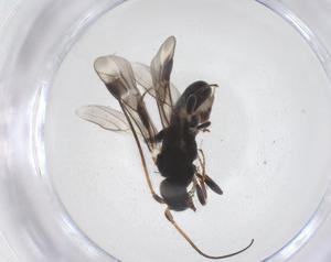  (Leptodrepana Malaise5187 - CBG-B13958-F11)  @11 [ ] CreativeCommons - Attribution Share - Alike (2025) Centre for Biodiversity Genomics Centre for Biodiversity Genomics