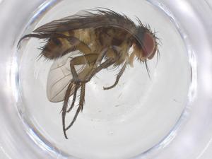  (Ceromya Malaise6234 - CBG-B13975-G10)  @11 [ ] CreativeCommons - Attribution Share - Alike (2025) Centre for Biodiversity Genomics Centre for Biodiversity Genomics