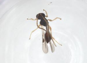  ( - CBG-B14006-H04)  @11 [ ] CreativeCommons - Attribution Share - Alike (2025) Centre for Biodiversity Genomics Centre for Biodiversity Genomics