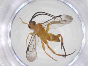  (Diolcogaster Choi54 - CBG-B14082-D03)  @11 [ ] CreativeCommons - Attribution Share - Alike (2025) Centre for Biodiversity Genomics Centre for Biodiversity Genomics