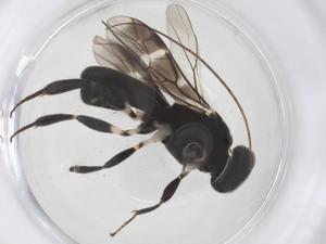  ( - CBG-B14084-A01)  @11 [ ] CreativeCommons - Attribution Share - Alike (2025) Centre for Biodiversity Genomics Centre for Biodiversity Genomics