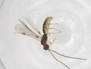  (Heterospilus malaise5200 - CBG-B14447-B05)  @11 [ ] CreativeCommons - Attribution Share - Alike (2025) Centre for Biodiversity Genomics Centre for Biodiversity Genomics