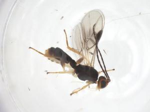  ( - CBG-B14448-H05)  @11 [ ] CreativeCommons - Attribution Share - Alike (2025) Centre for Biodiversity Genomics Centre for Biodiversity Genomics