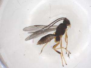  ( - CBG-B14450-D08)  @11 [ ] CreativeCommons - Attribution Share - Alike (2025) Centre for Biodiversity Genomics Centre for Biodiversity Genomics