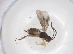  ( - CBG-B14450-F08)  @11 [ ] CreativeCommons - Attribution Share - Alike (2025) Centre for Biodiversity Genomics Centre for Biodiversity Genomics