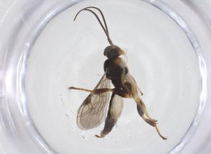  ( - CBG-B14483-F05)  @11 [ ] CreativeCommons - Attribution Share - Alike (2025) Centre for Biodiversity Genomics Centre for Biodiversity Genomics