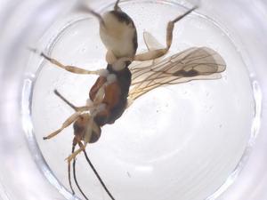  ( - CBG-B14520-D01)  @11 [ ] CreativeCommons - Attribution Share - Alike (2025) Centre for Biodiversity Genomics Centre for Biodiversity Genomics