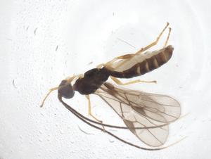  (Heterospilus Malaise9541 - CBG-B14532-H09)  @11 [ ] CreativeCommons - Attribution Share - Alike (2025) Centre for Biodiversity Genomics Centre for Biodiversity Genomics