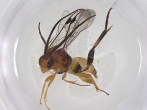  (Diolcogaster Choi69 - CBG-B14972-D03)  @11 [ ] CreativeCommons - Attribution Share - Alike (2025) Centre for Biodiversity Genomics Centre for Biodiversity Genomics