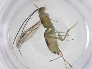  ( - CBG-B14972-D07)  @11 [ ] CreativeCommons - Attribution Share - Alike (2025) Centre for Biodiversity Genomics Centre for Biodiversity Genomics