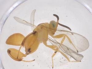  ( - CBG-B14973-B02)  @11 [ ] CreativeCommons - Attribution Share - Alike (2025) Centre for Biodiversity Genomics Centre for Biodiversity Genomics